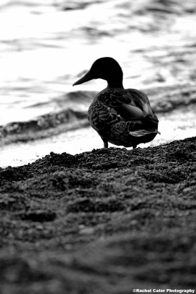 black and white Duck Rachel Cater Photography