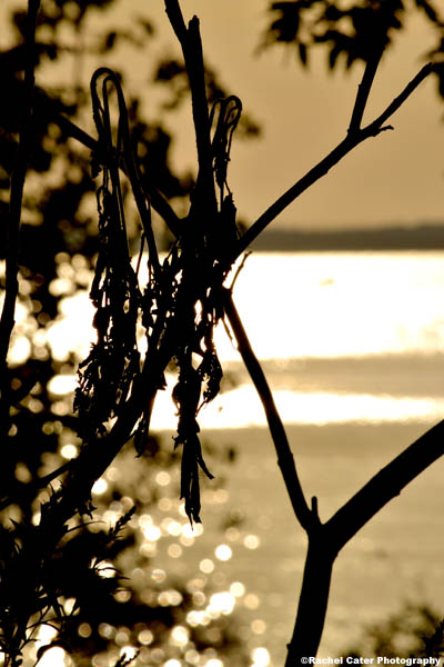 early dawn views rachel caterphotography