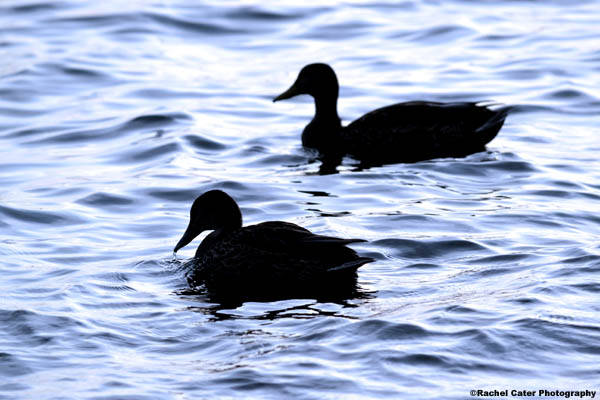 Peaceful Ducks Rachel Cater Photography