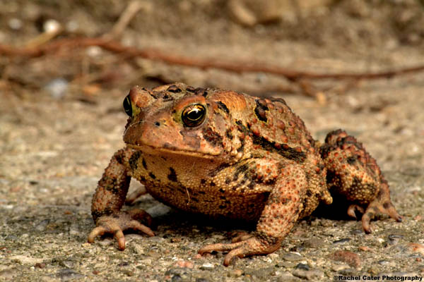 Weary Toad Rachel Cater Photography