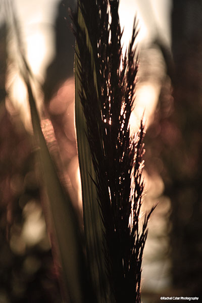 plant at sunset 