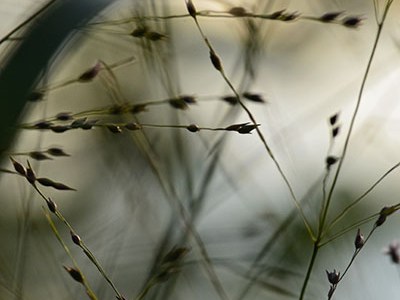 Dancing in the&nbsp;Wind