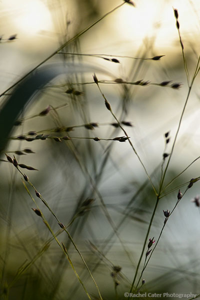 Dancing in the&nbsp;Wind