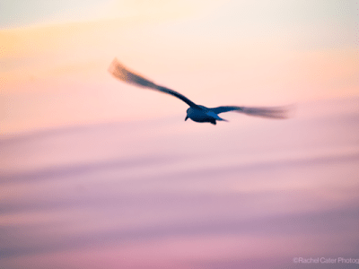Sunrise Seagull