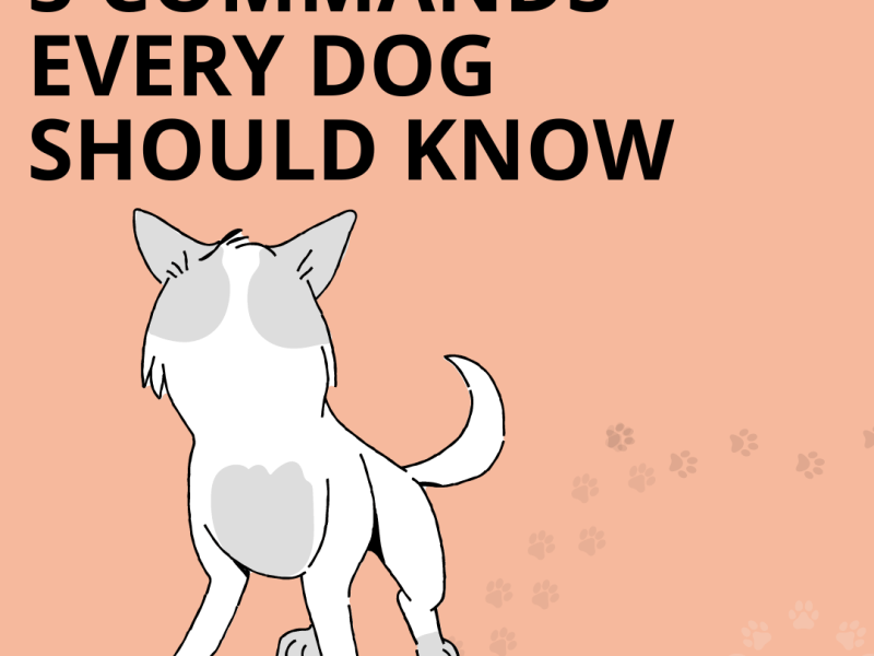 5 COMMANDS EVERY DOG SHOULD&nbsp;KNOW